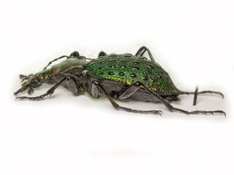 Carabus principalis Bates, 1889